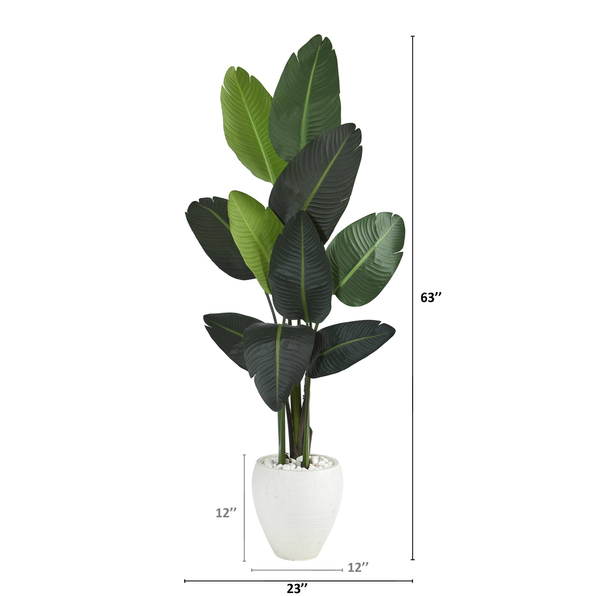 5.25ft. Traveler's Palm Tree in White Planter